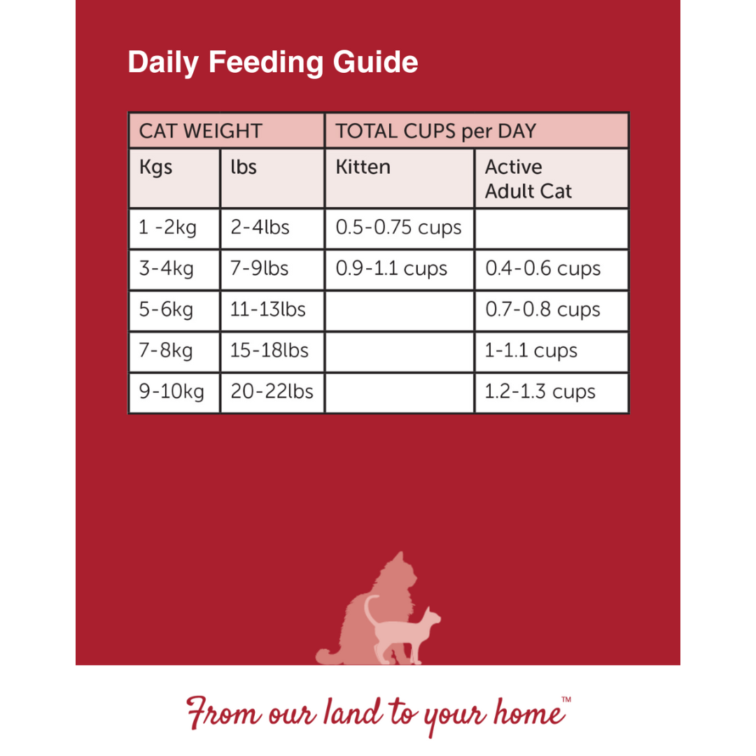 1 kg Bag Dry Cat - Beef