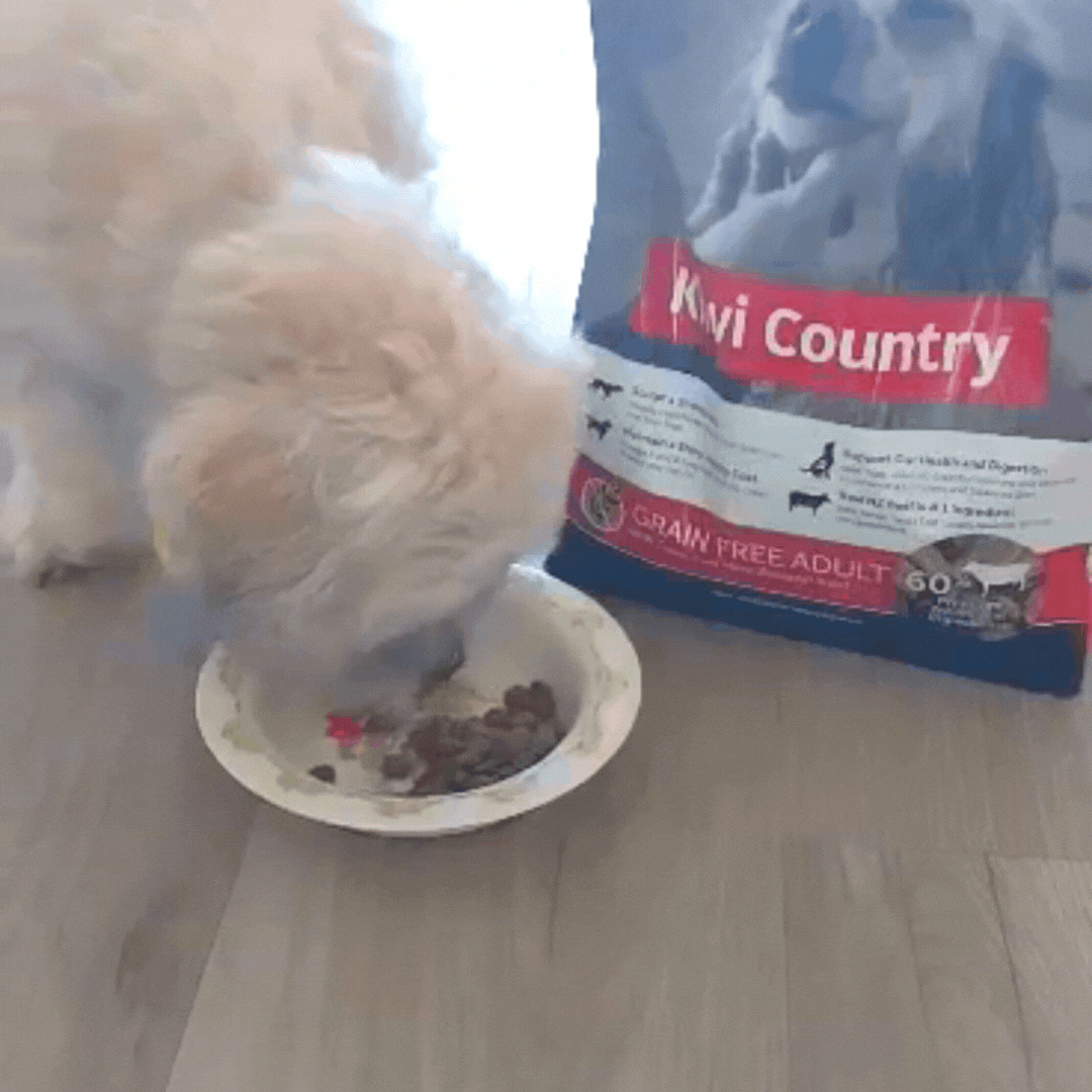 2kg Dry Dog - Beef