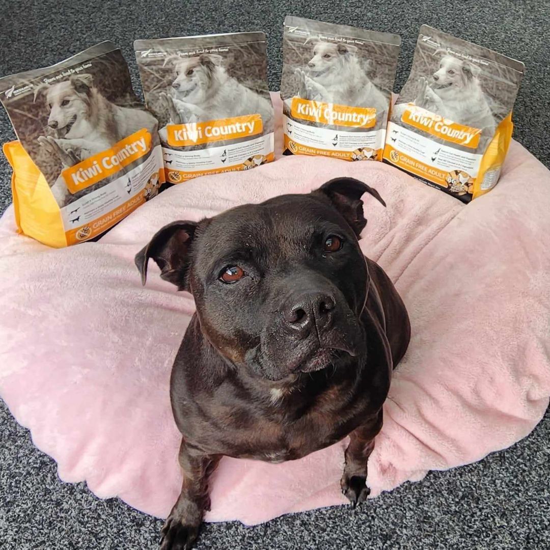 2kg Dry Dog - Chicken
