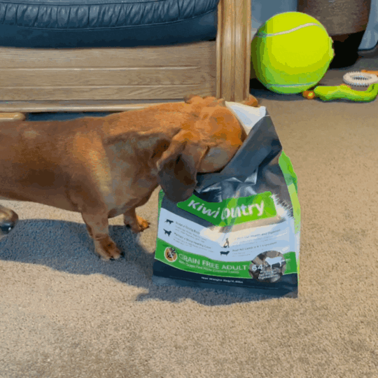 2kg Dry Dog - Lamb