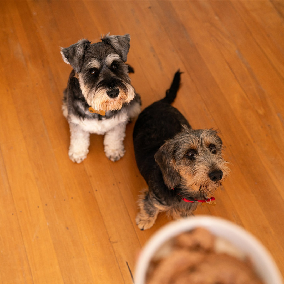 170gm Wet Dog Can - Chicken