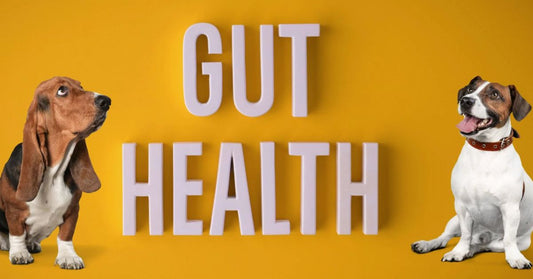 PROBIOTICS: For good gut health